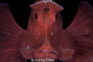 Paddle-flap Scorpionfish/Anilao, ,Philippines/Canon 5D Ma... by Yuping Chen 